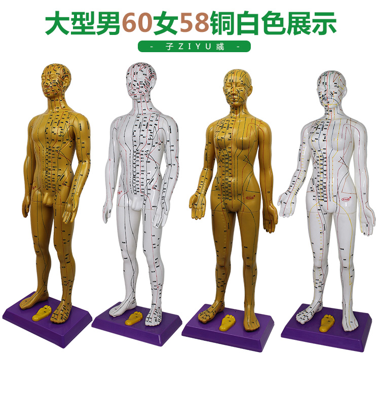 超清晰刻字60cm人体穴位模型中医针灸教学男女铜人全身经络按摩图