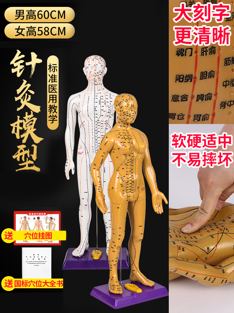 人体针灸模型超清晰刻字60cm穴位中医教学男女铜人全身经络按摩图