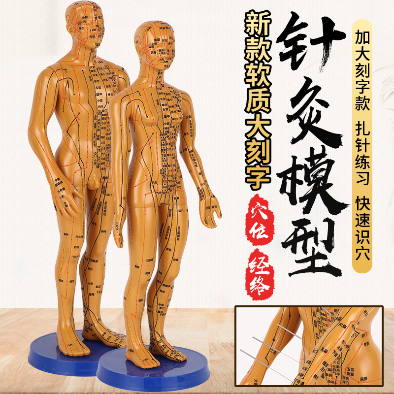中医针灸穴位人体模型经络教学全身十二经络图可扎针练习铜小皮人