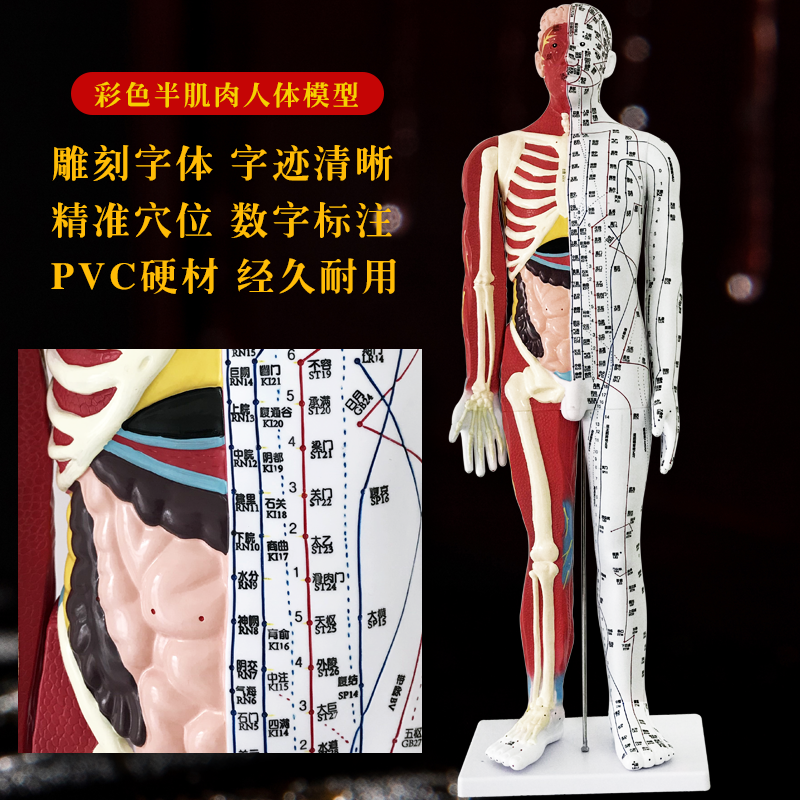85cm半肌肉针灸穴位人体模型教学全身大款中医十二经络图解剖模特